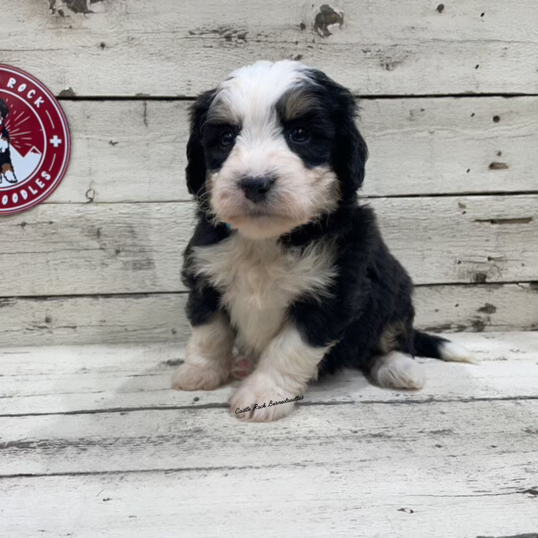 Xane (Male, F1 Mini Bernedoodle) - FOUND A NEW HOME
