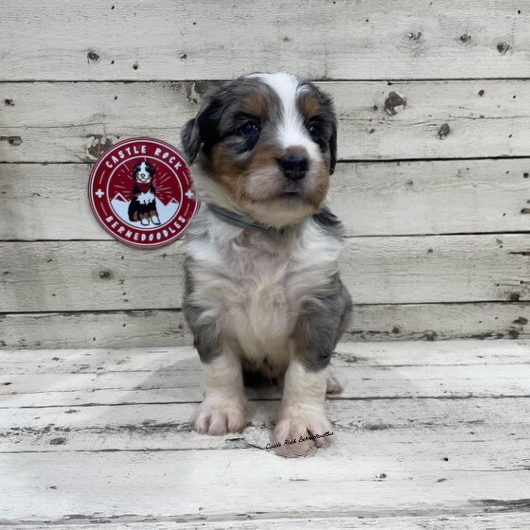 Xavi (Male, F1 Mini Blue Merle) - FOUND A NEW HOME