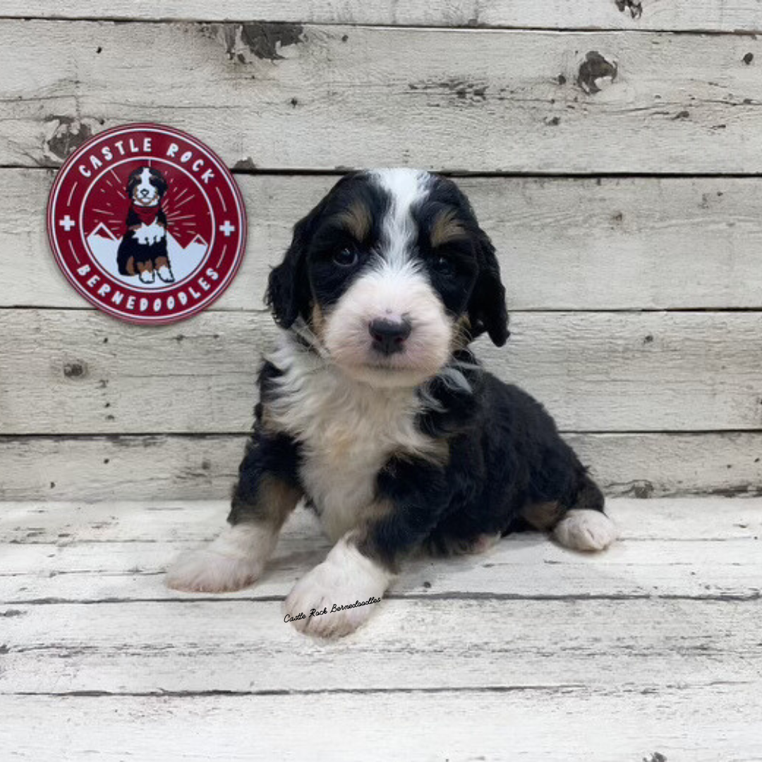 Xavier (Male, F1 Mini Bernedoodle) - FOUND A NEW HOME