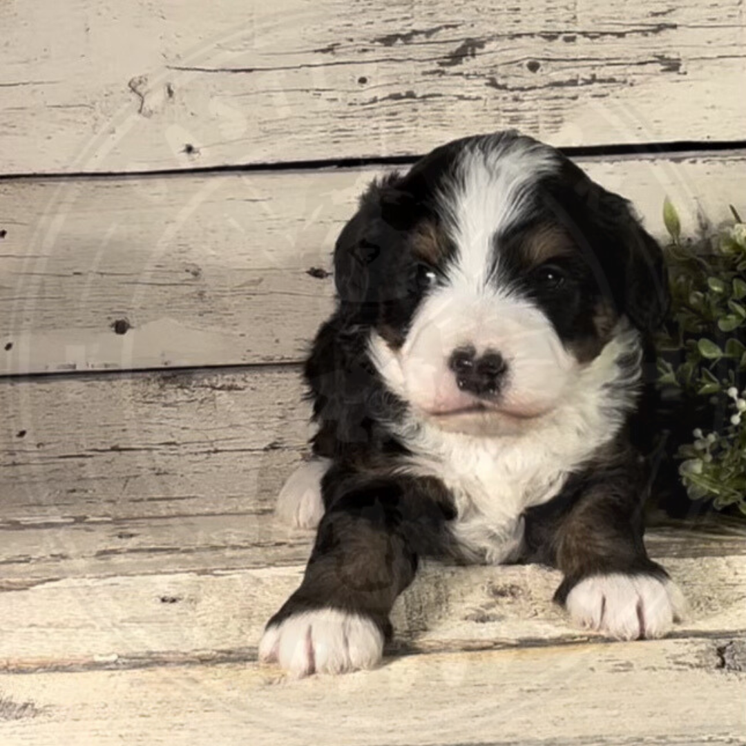 Xaiver (Female, F1 Mini Bernedoodle)
