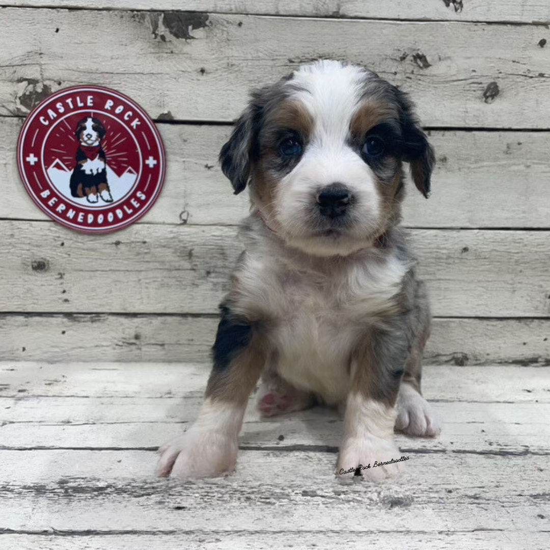 Xena (Female, F1 Mini Blue Merle) - FOUND A NEW HOME