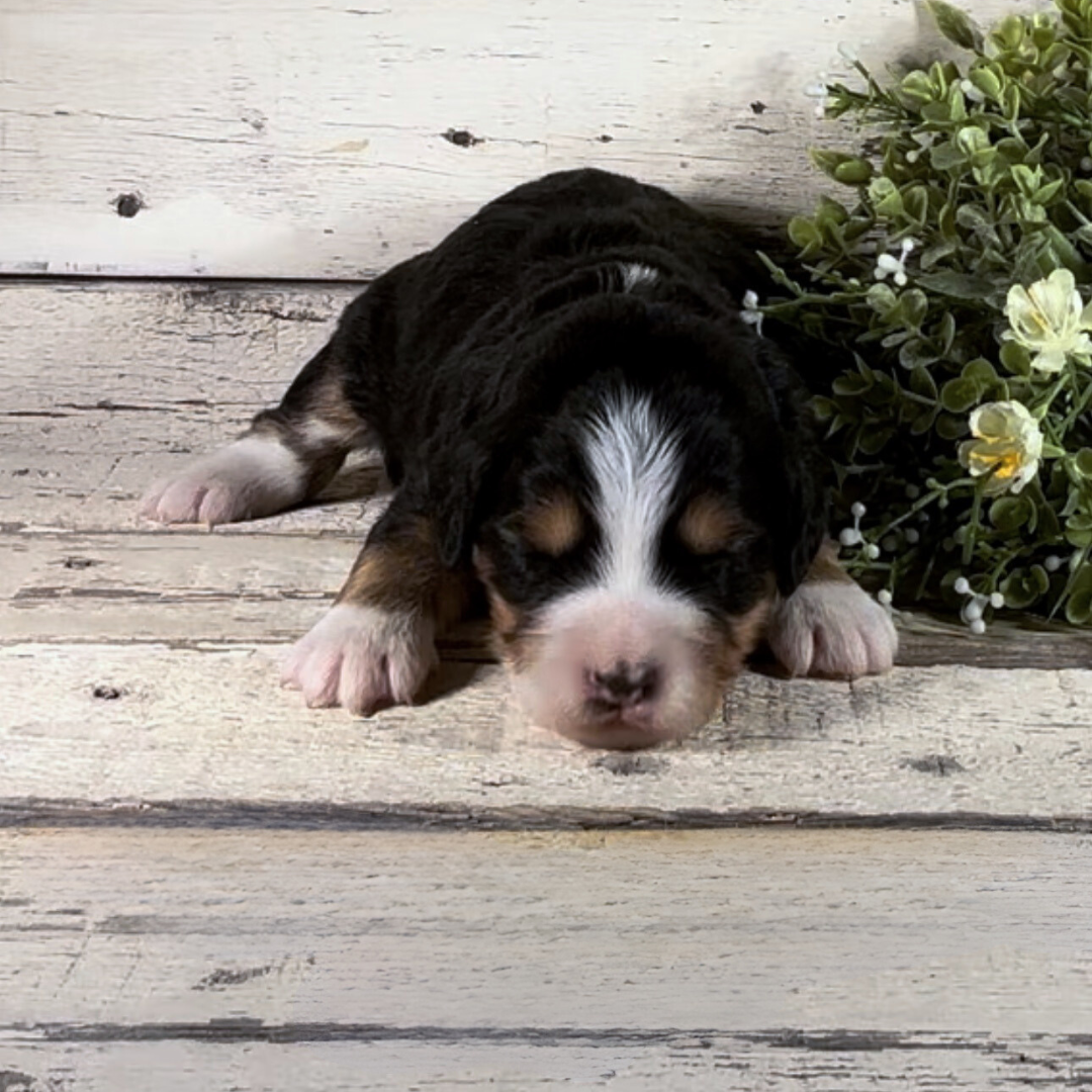 Xena (Female, F1 Mini Bernedoodle)