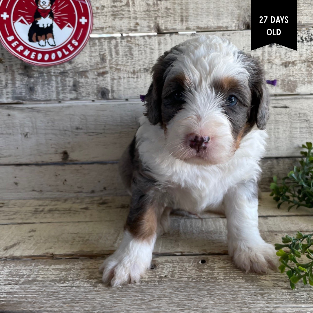 Xenos (Male, F1 Mini Blue Merle)