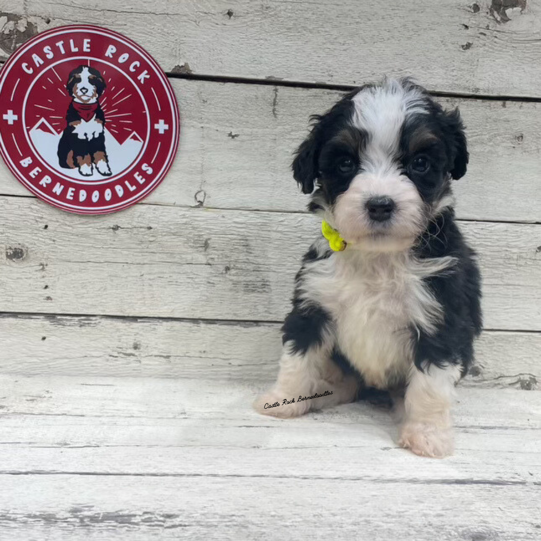 Xia (Female, F1 Mini Bernedoodle) - FOUND A NEW HOME