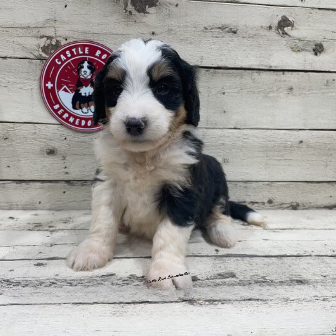 Xinia (Female, F1 Mini Bernedoodle) - FOUND A NEW HOME