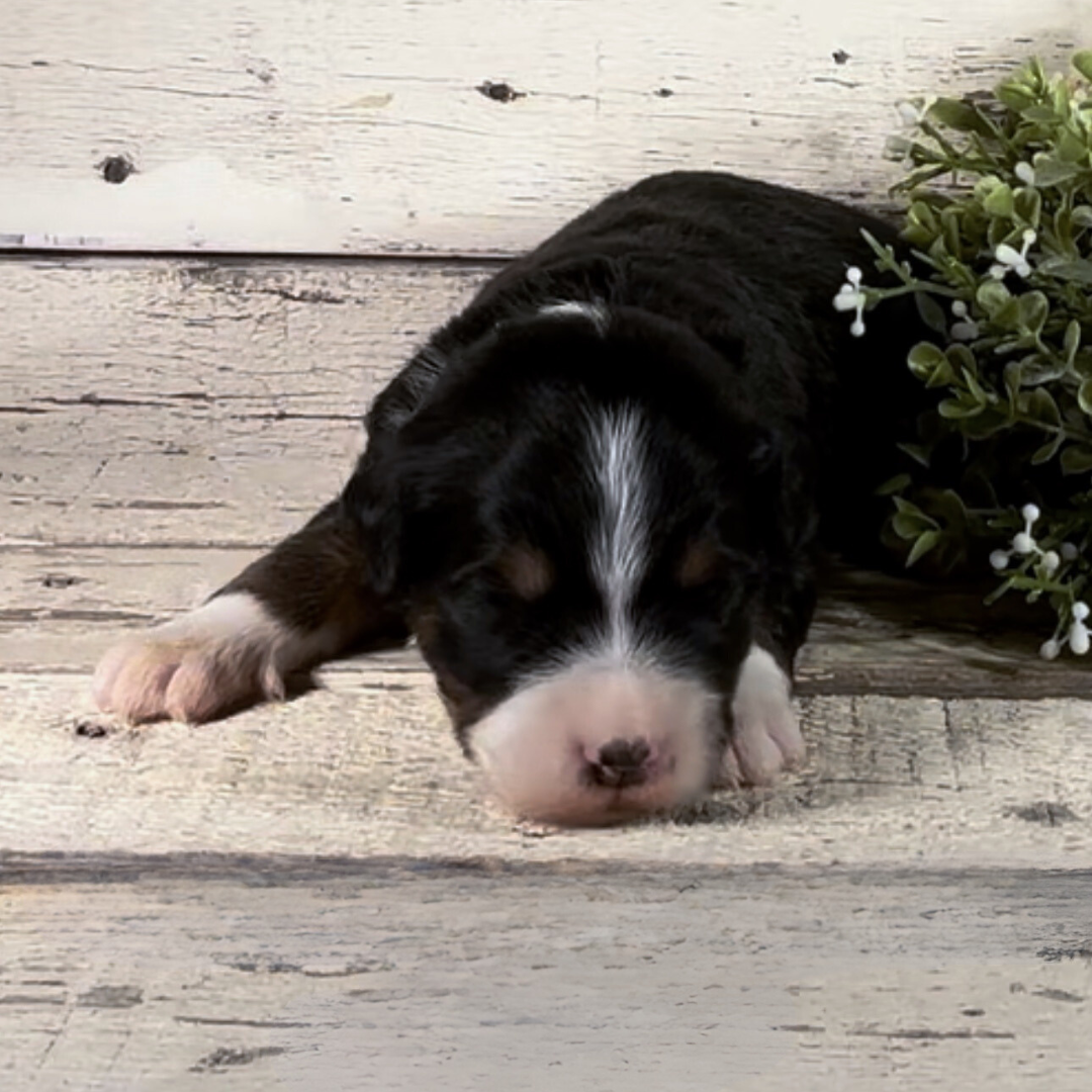 Yaoli (Female, F1 Mini Bernedoodle)
