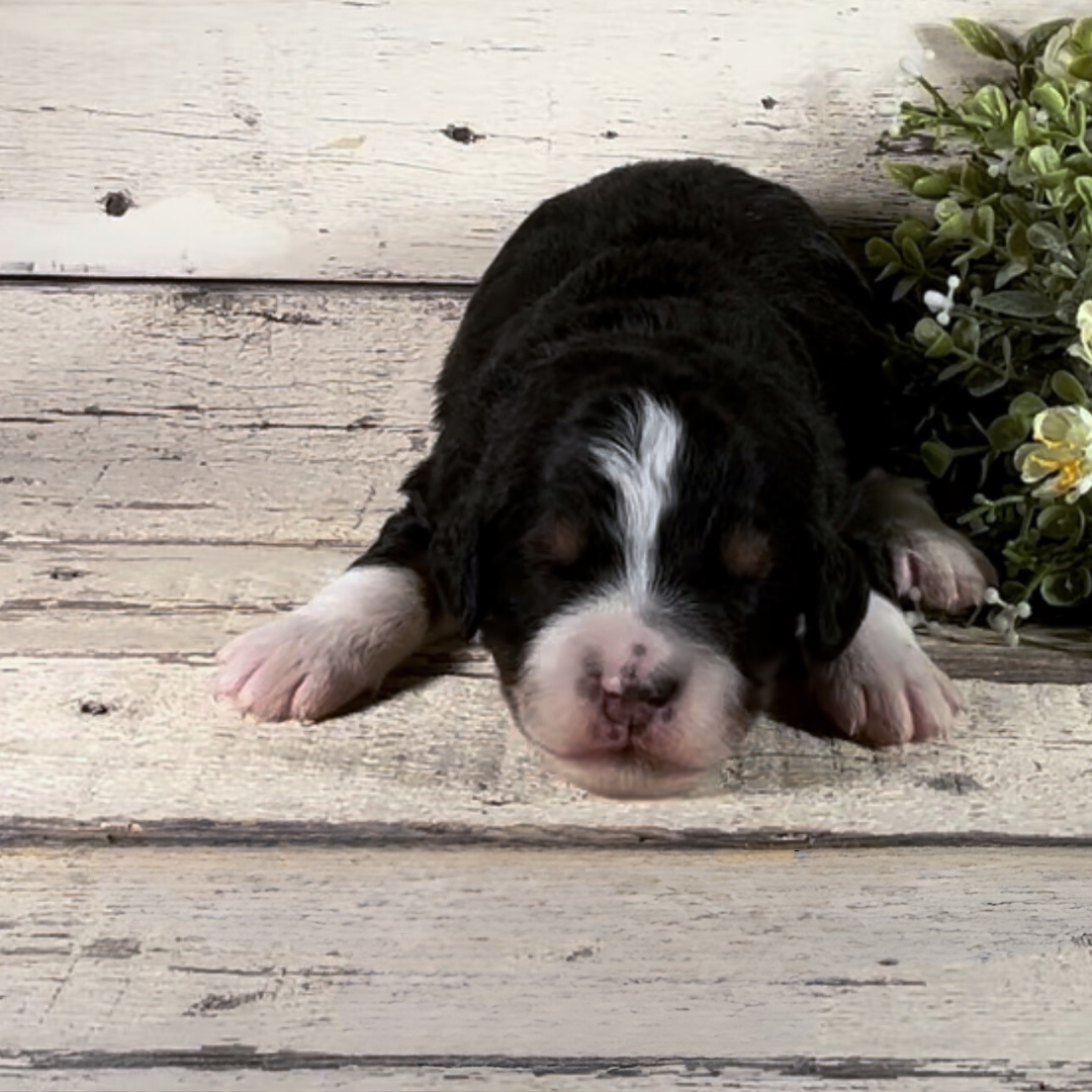 York (Male, F1 Mini Bernedoodle)