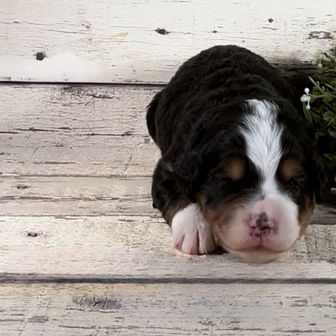 Zada (Female, F1 Mini Bernedoodle)