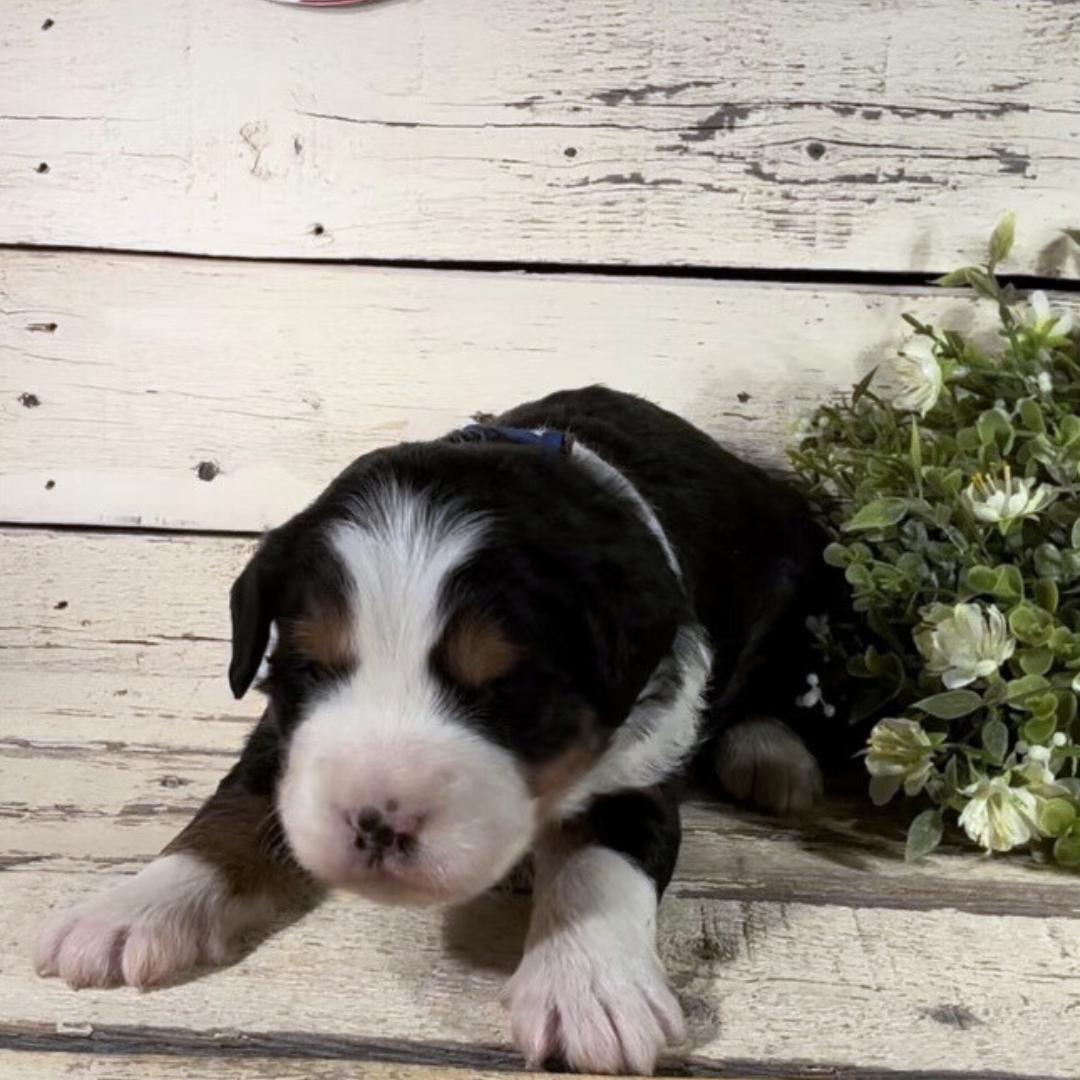 Zane (Male, F1 Mini Bernedoodle)