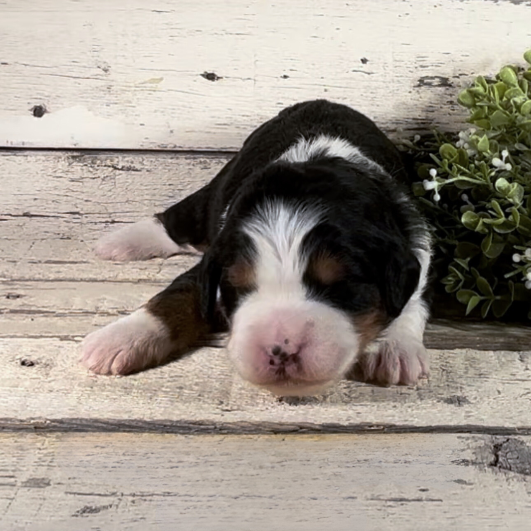 Zane (Male, F1 Mini Bernedoodle)