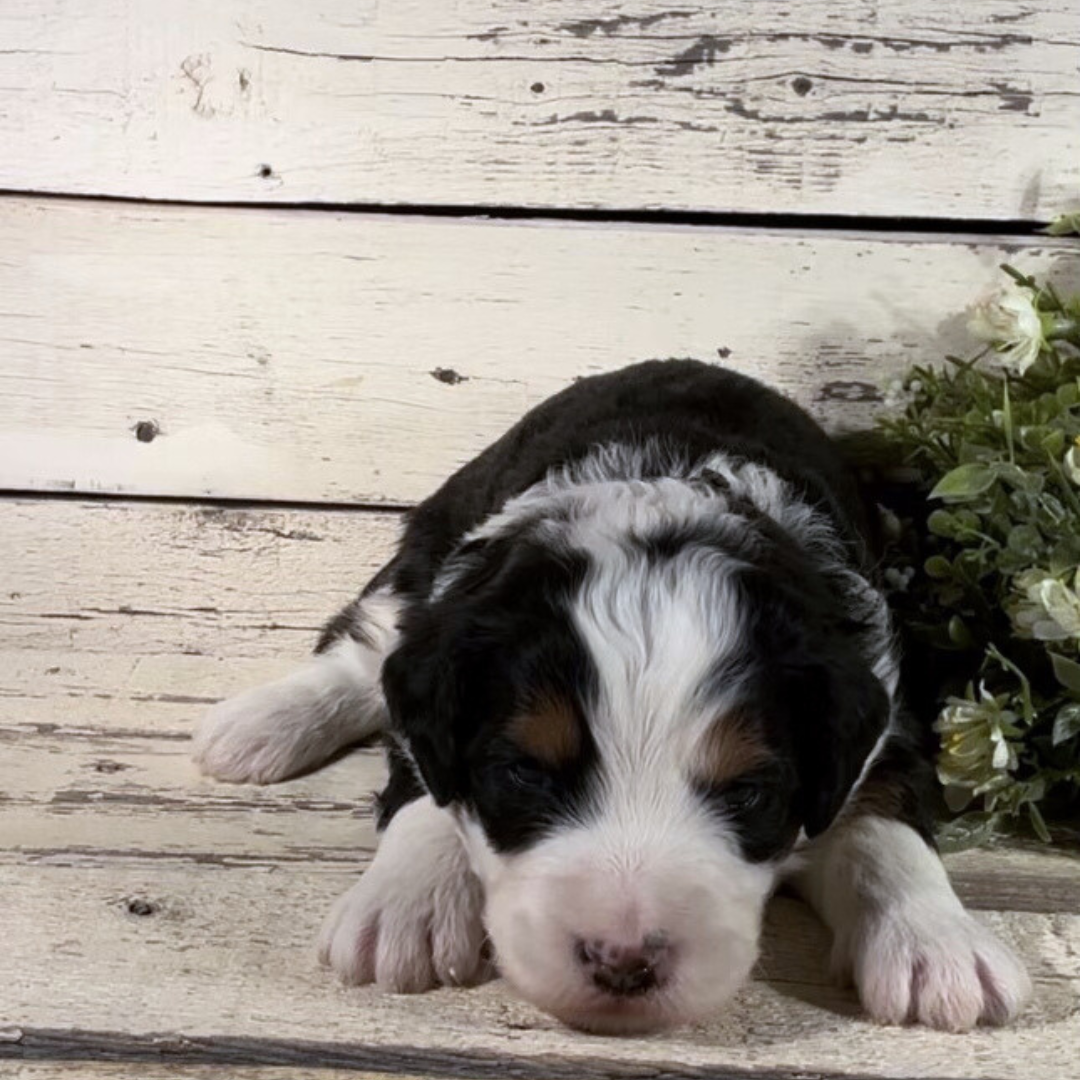 Zen (Male, F1 Mini Bernedoodle)