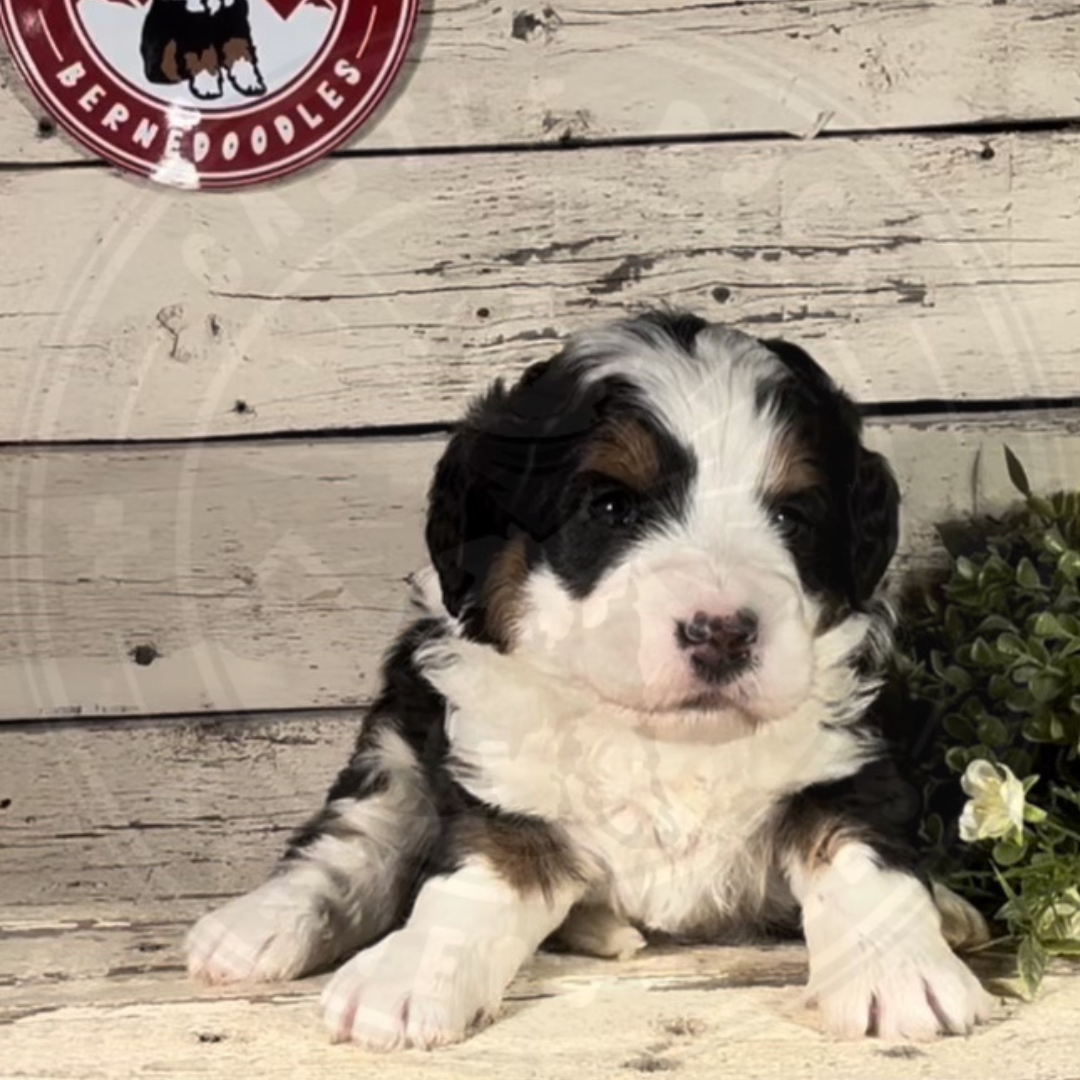 Zen (Male, F1 Mini Bernedoodle)