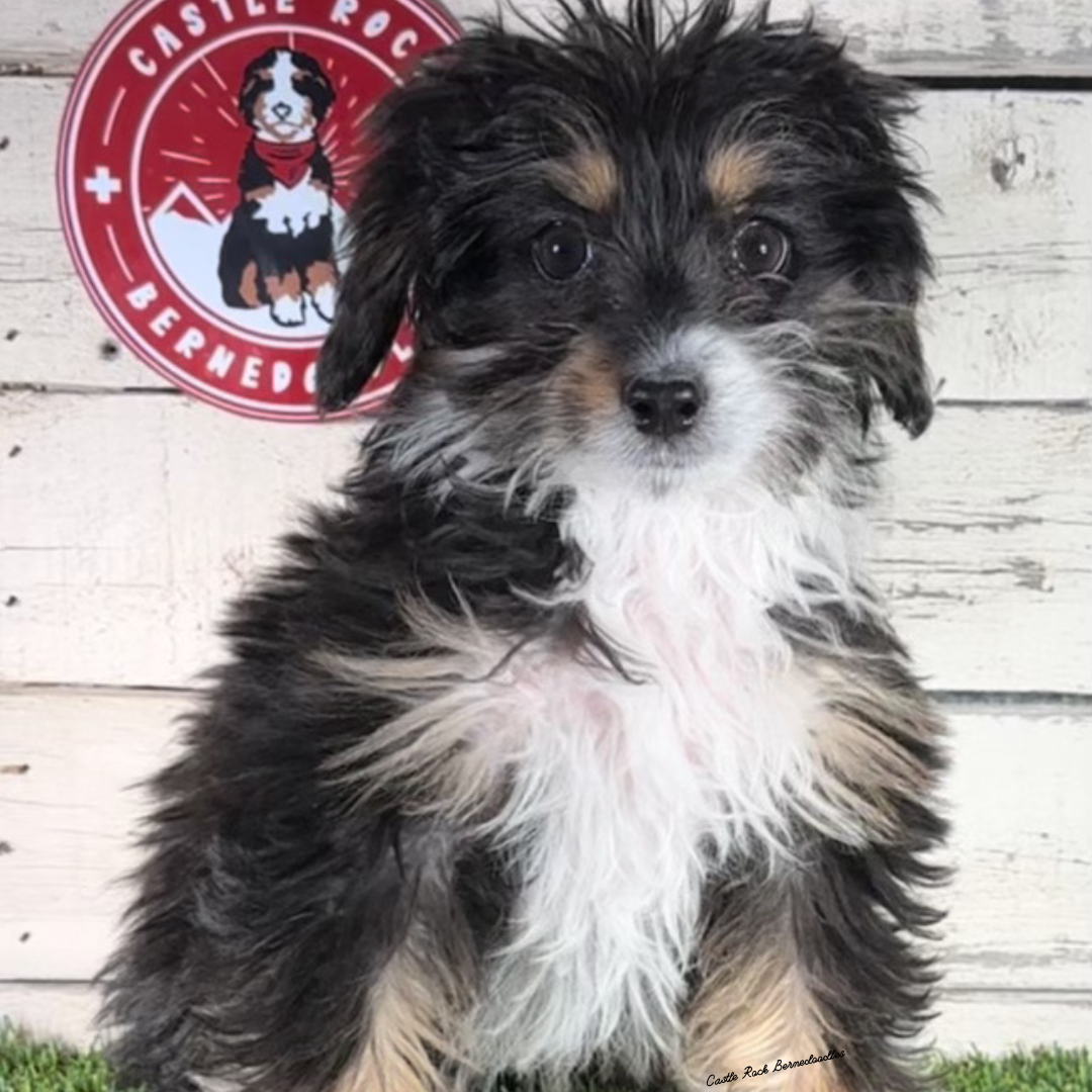 Zeus (Male, F1 Tiny Bernedoodle) - FOUND A NEW HOME