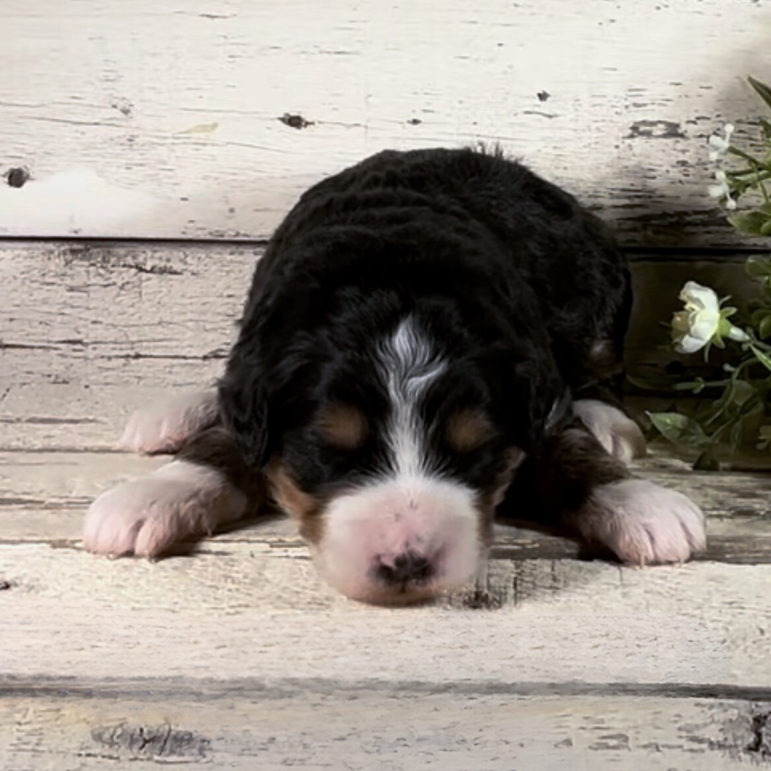 Zoya (Female, F1 Mini Bernedoodle)