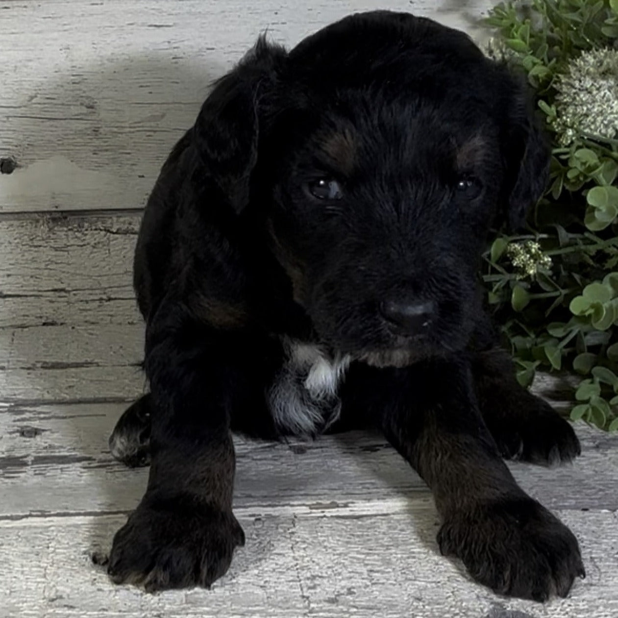Phoebe (Female, F1b Major Bernedoodle)
