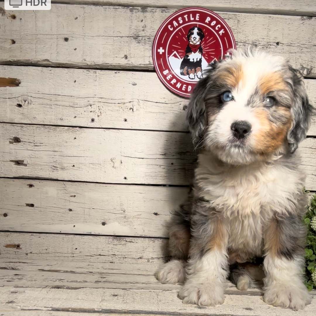 Sam (Male, F1 Mini Blue Merle)