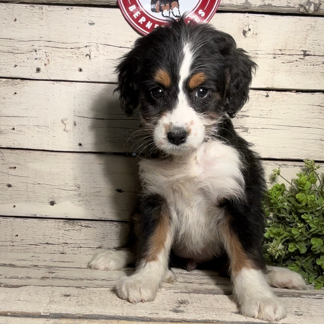 Shay (Female, F1 Mini Bernedoodle)