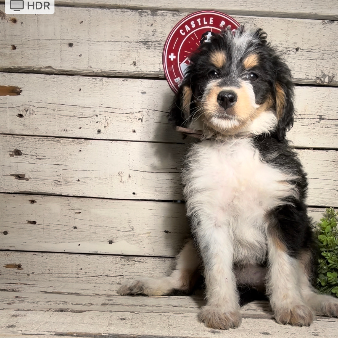 Siggy (Female, F1 Mini Bernedoodle)