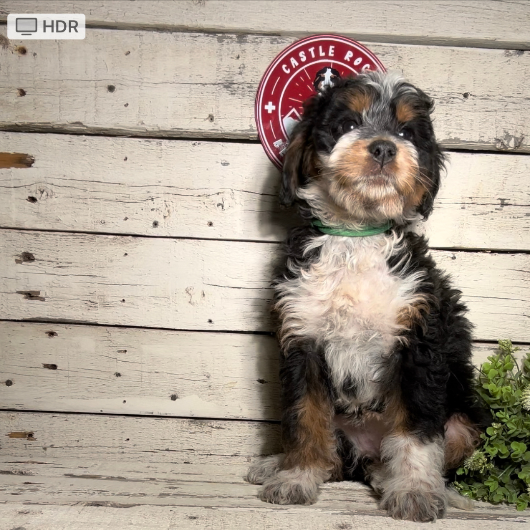 Spencer (Female, F1 Mini Bernedoodle)