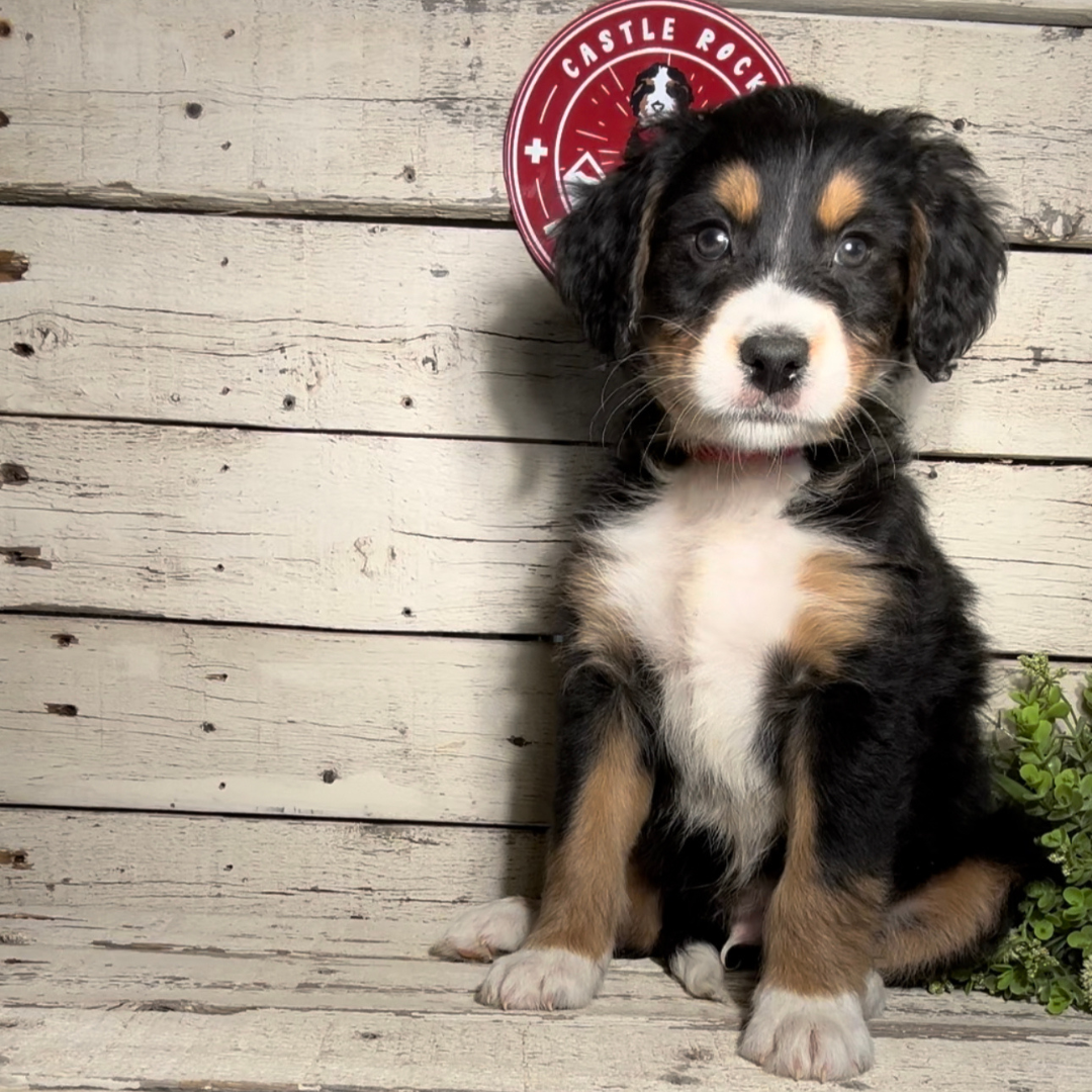 Stu (Male, F1 Mini Bernedoodle)