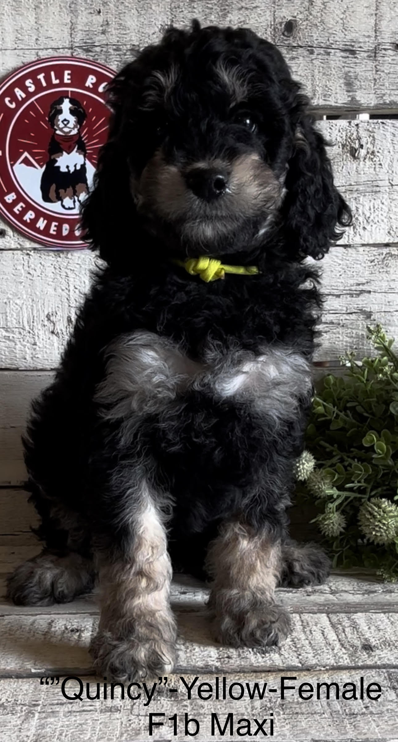 Quincy (Female, F1b Maxi Bernedoodle)