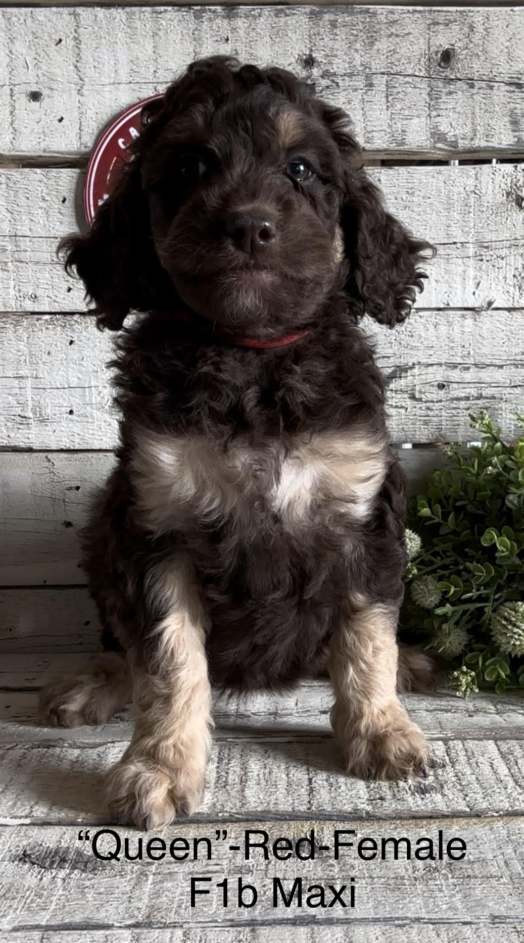Queen (Female, F1b Maxi Bernedoodle) - FOUND A NEW HOME