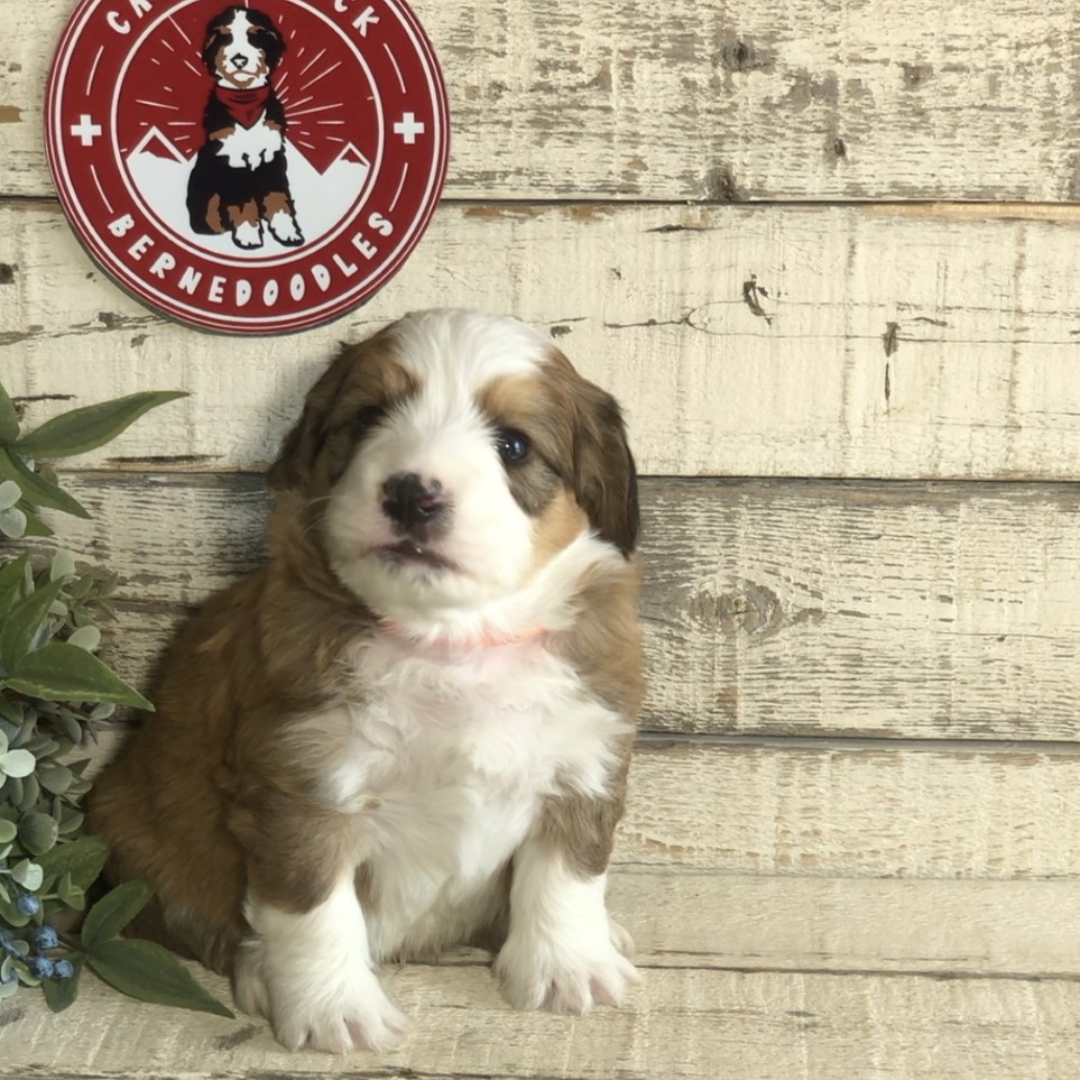 Found a New Home!