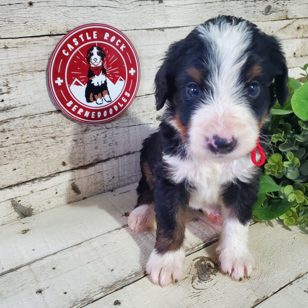 Ada (Female, F1 Major Bernedoodle)