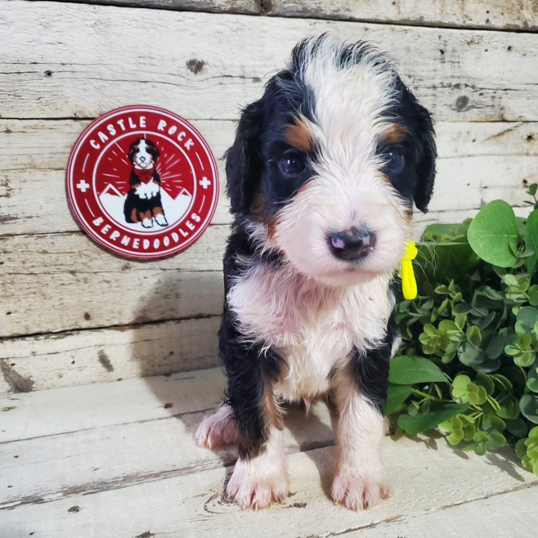 Adam (Male, F1 Major Bernedoodle)