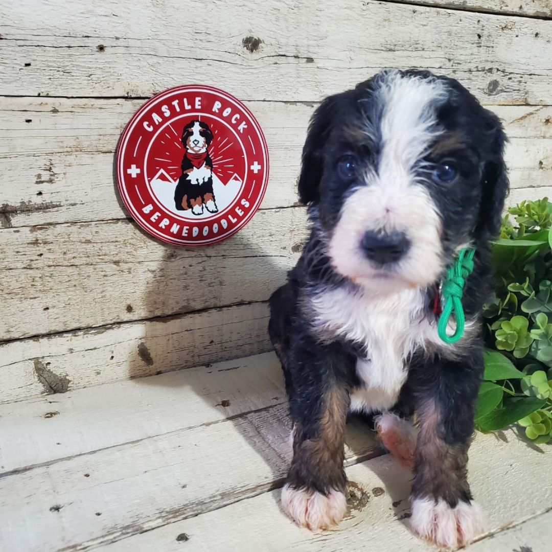 Alice (Female, F1 Major Bernedoodle)