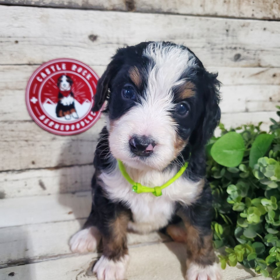 Amelia (Female, F1 Major Bernedoodle) - FOUND A NEW HOME