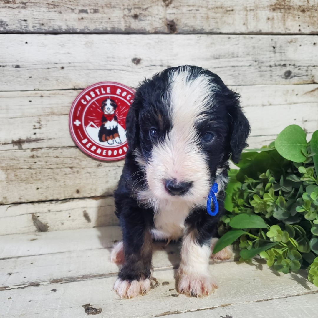 Anouk (Male, F1 Major Bernedoodle)