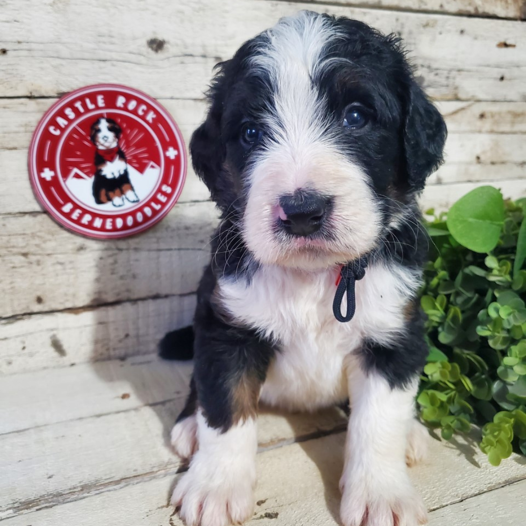 Austria (Female, F1 Major Bernedoodle)