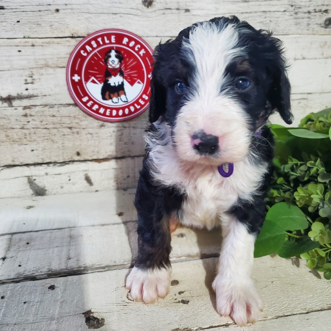 Atlas (Male, F1 Major Bernedoodle)