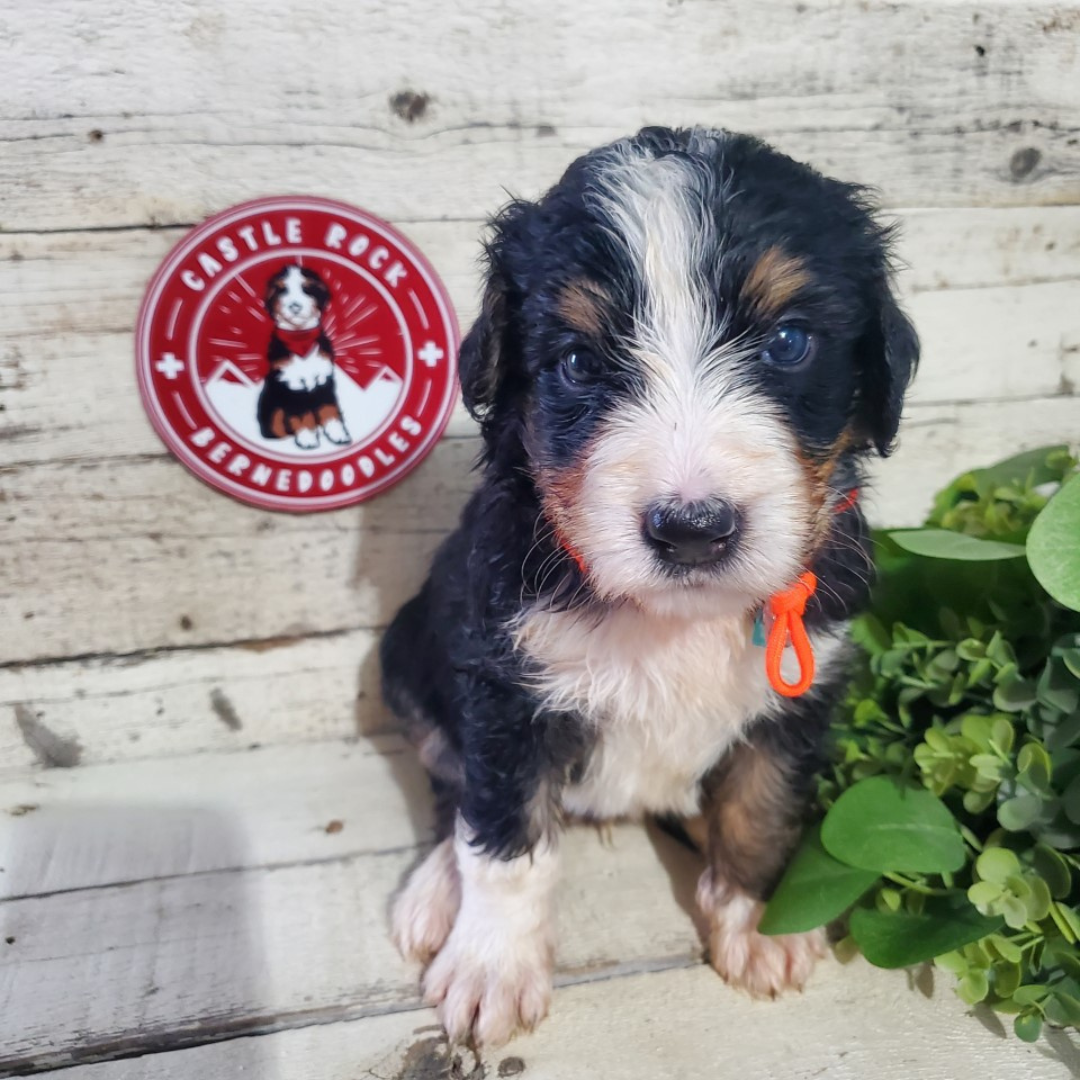 Atticus (Male, F1 Major Bernedoodle)