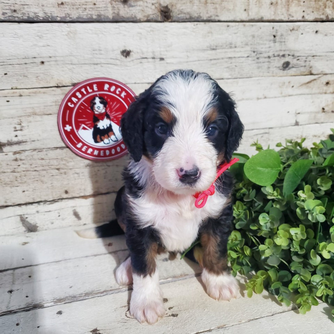 August (Male, F1 Major Bernedoodle) - FOUND A NEW HOME