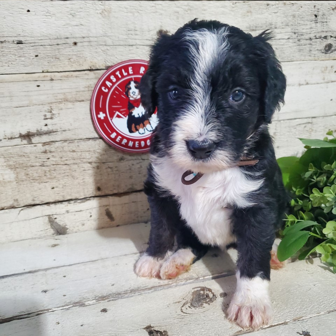 Asher (Male, F1 Major Bernedoodle)
