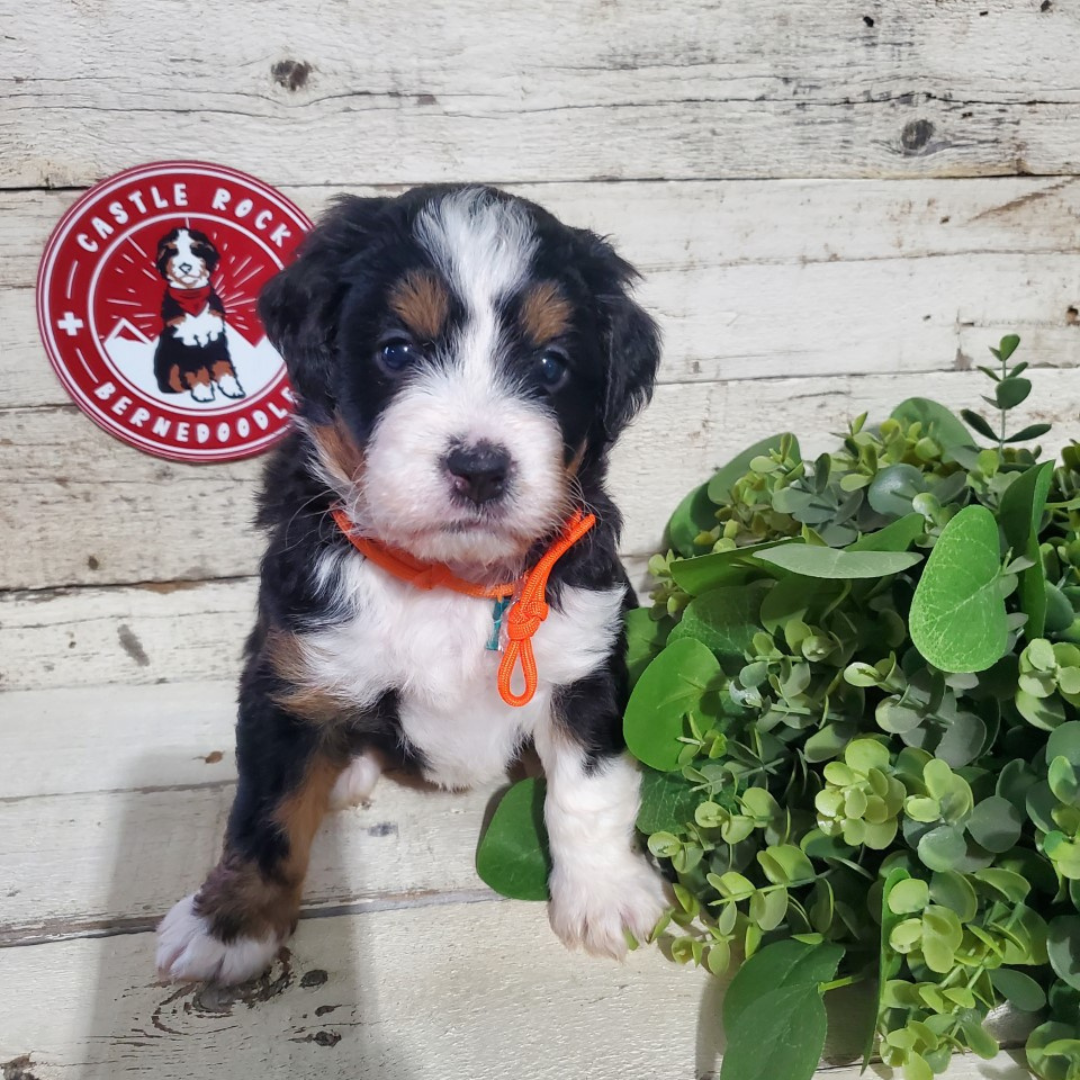 Babette (Female, F1 Mini Bernedoodle)