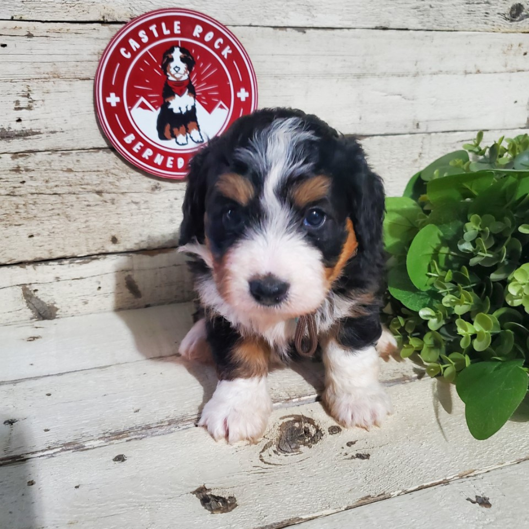 Bea (Female, F1 Mini Bernedoodle)