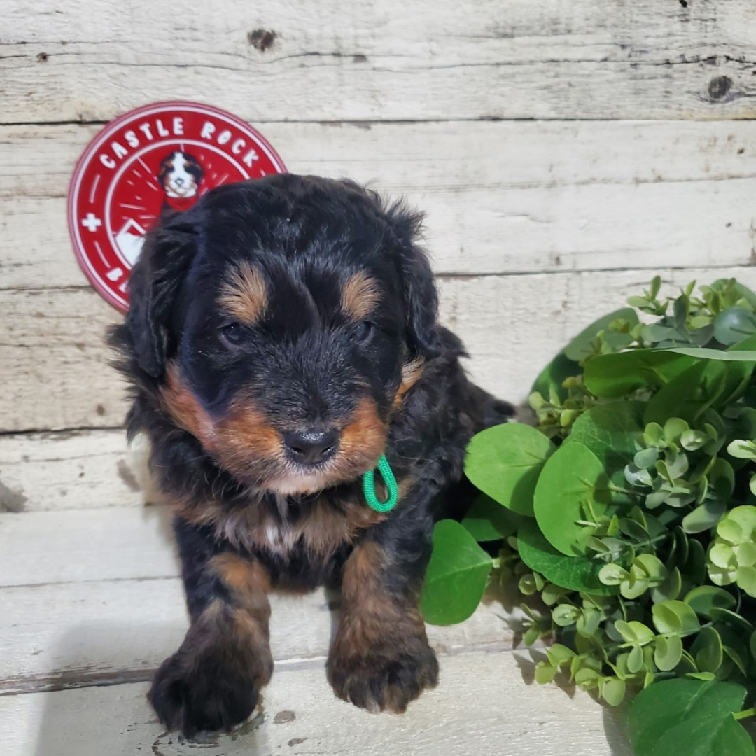 Beau (Male, F1 Mini Bernedoodle)