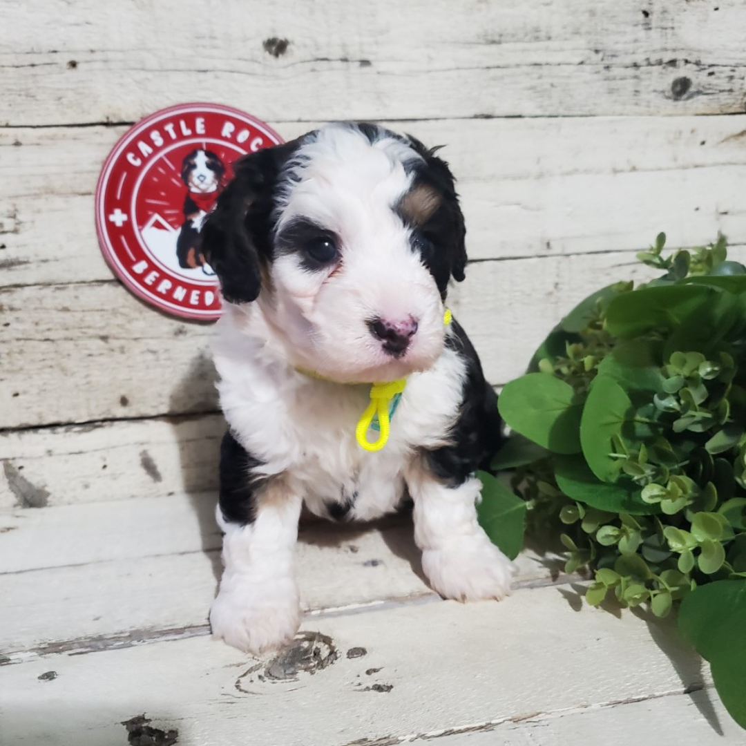 Belle (Female, F1 Mini Bernedoodle)