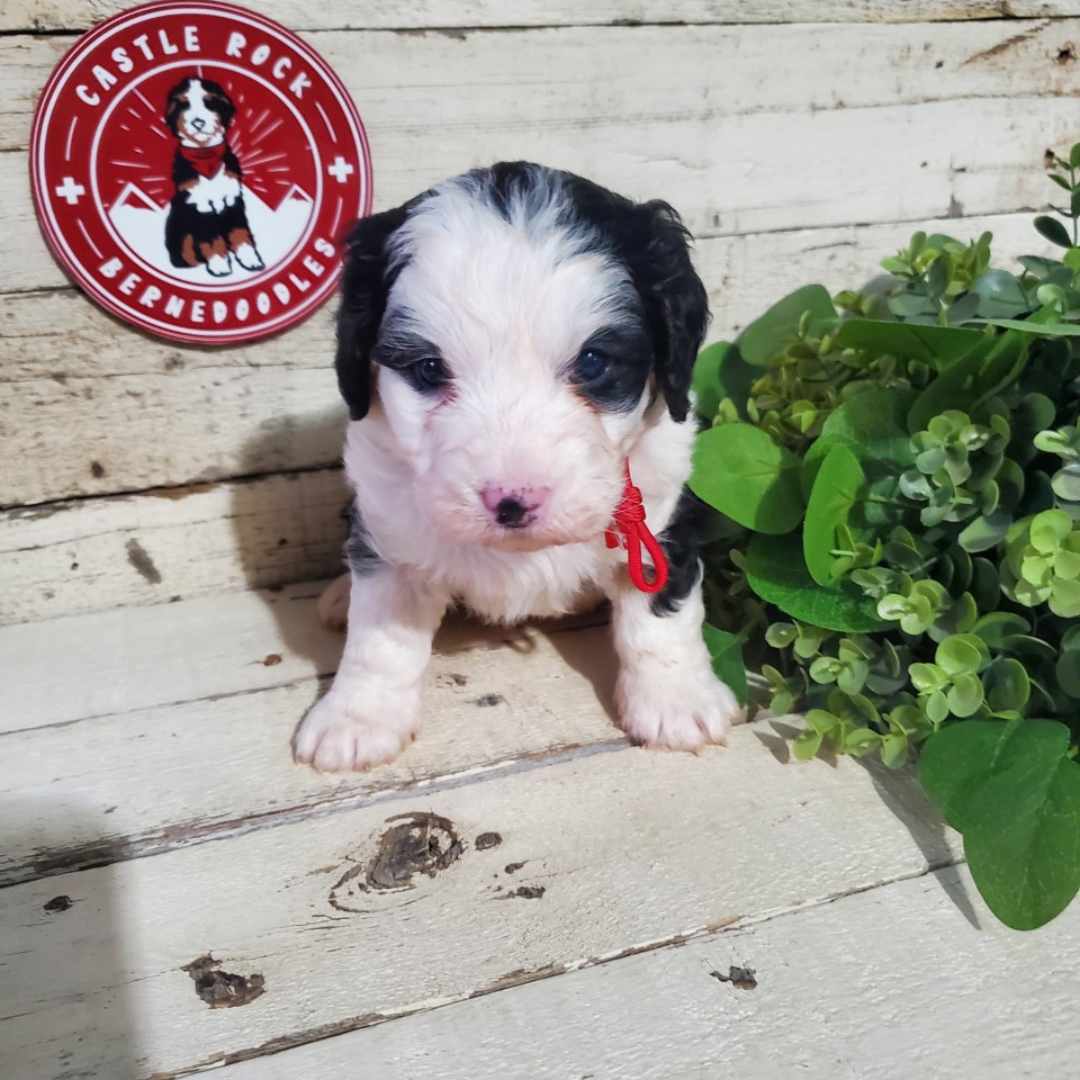 Betty (Female, F1 Mini Bernedoodle) - FOUND A NEW HOME