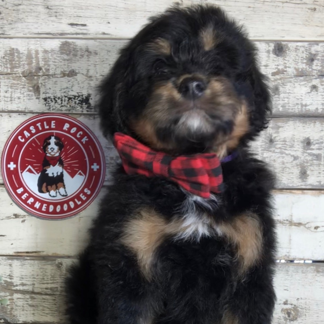 Blake (Male, F1 Mini Bernedoodle) - FOUND A NEW HOME