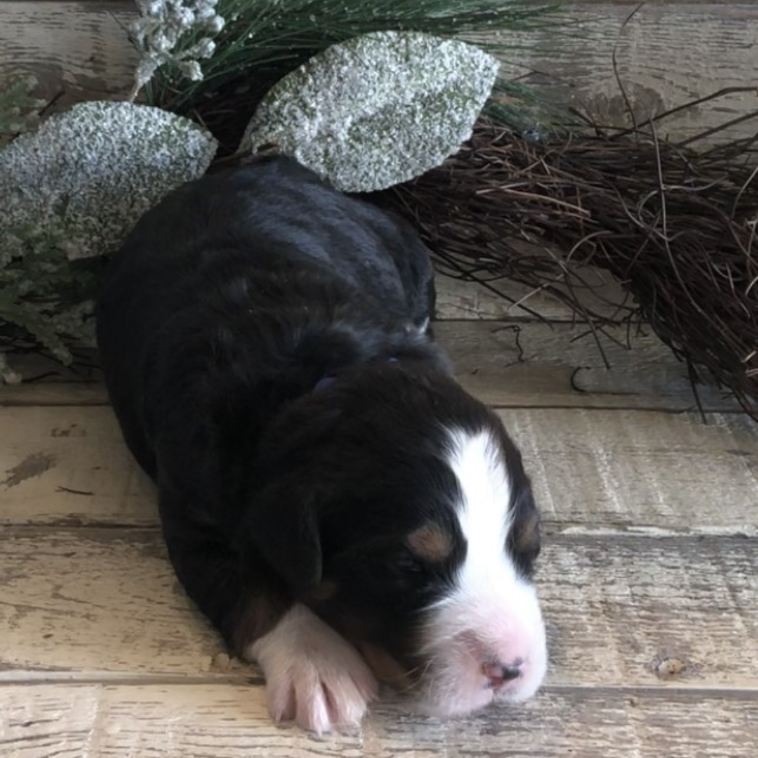 Blaze (Male, F1 Mini Bernedoodle)