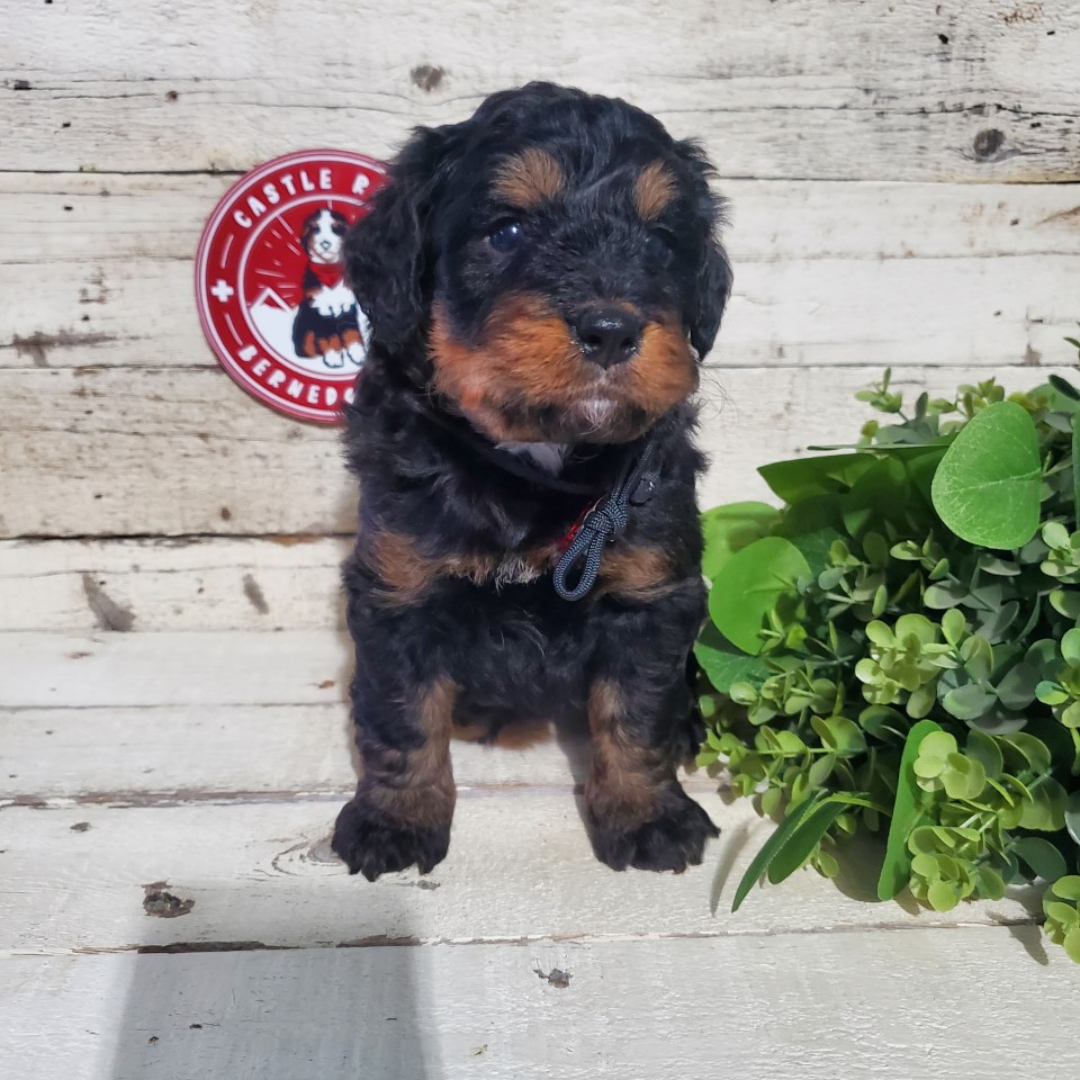 Bronco (Male, F1 Mini Bernedoodle)
