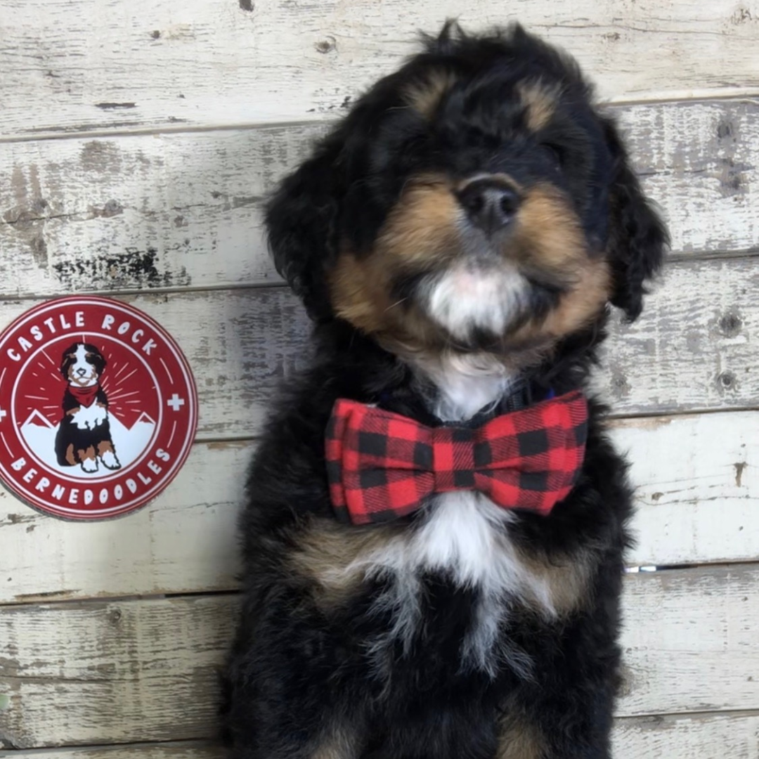 Brooks (Male, F1 Mini Bernedoodle) - FOUND A NEW HOME
