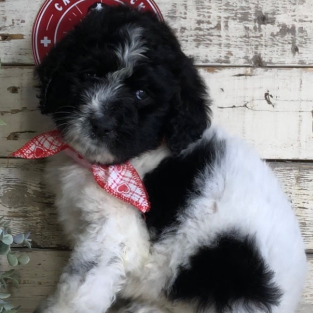 Cabi (Female, F1b Maxi Bernedoodle)