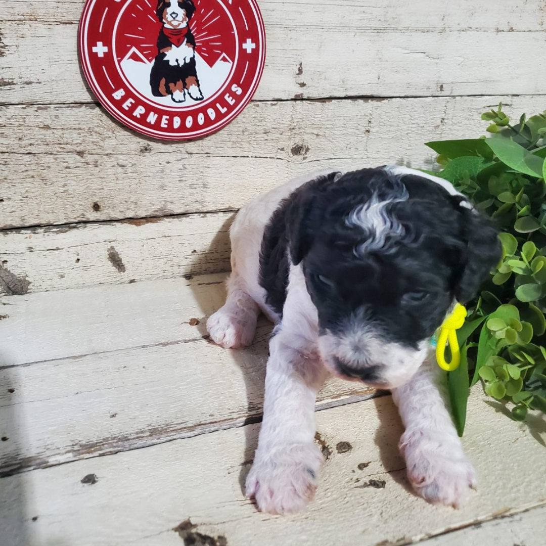 Calvin (Male, F1b Maxi Bernedoodle)