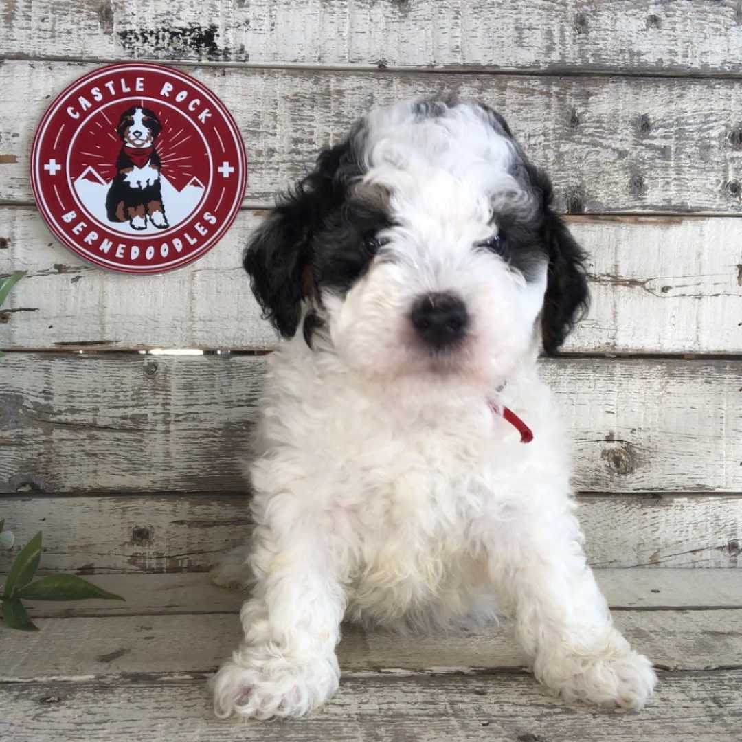 Eve (Female, F1b Micro Bernedoodle) - FOUND A NEW HOME