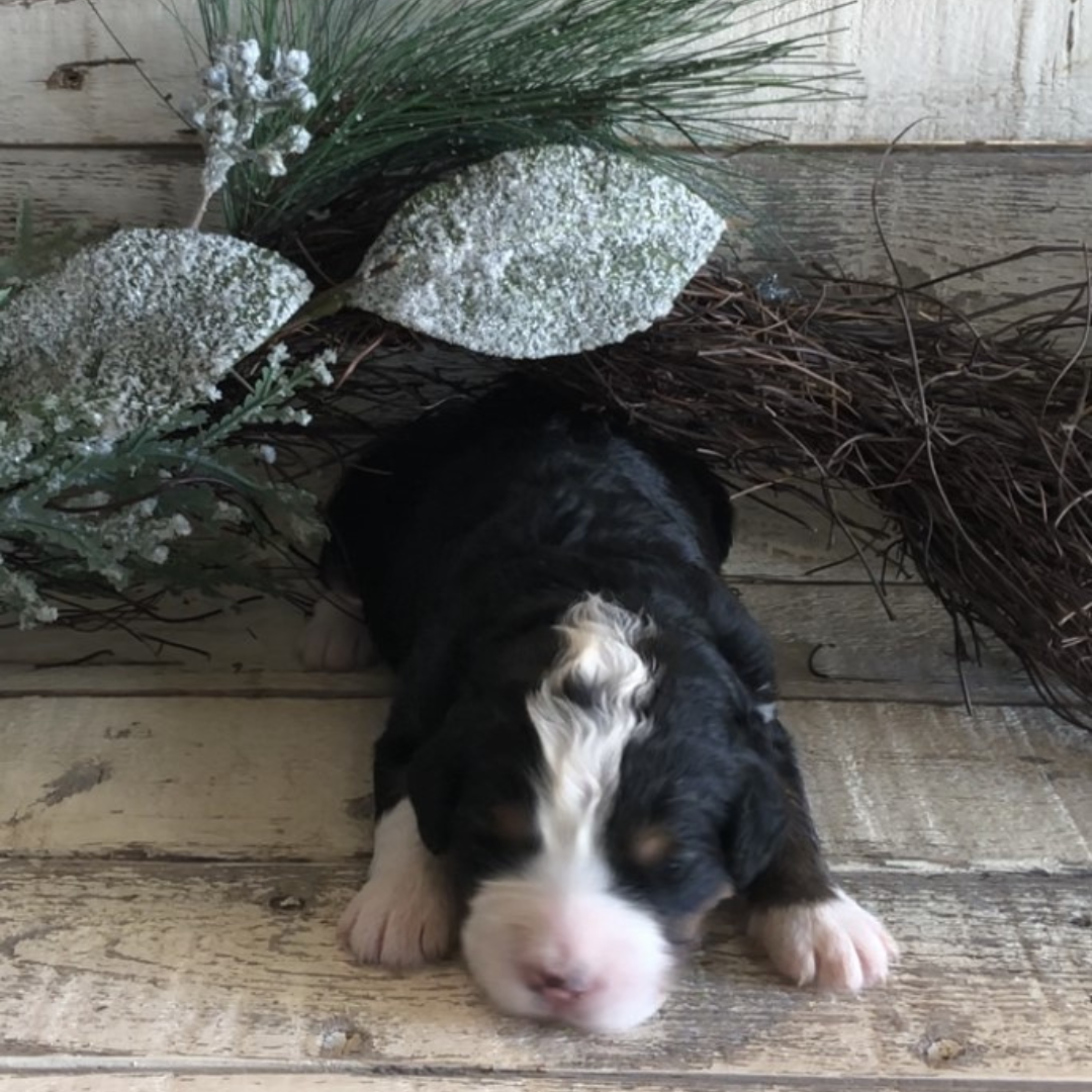 Celeste (Female, F1 Mini Bernedoodle)